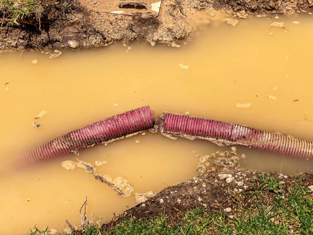 Best Professional water damage repair  in Elmendorf, TX